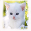 Cool Cat Wallpaper - AppWisp.com