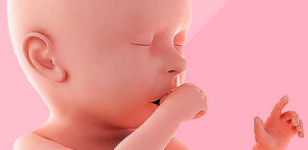 Pregnancy Tracker & Day by Day Header - AppWisp.com Pregnancy Tracker & Day by Day Header - AppWisp.com