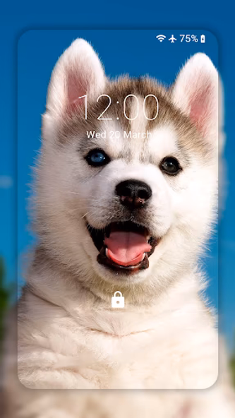 Husky dog Wallpaper HD Themes Screenshot 1 - AppWisp.com Husky dog Wallpaper HD Themes Screenshot 1 - AppWisp.com