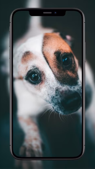 Dog Wallpapers Screenshot 4 - AppWisp.com Dog Wallpapers Screenshot 4 - AppWisp.com