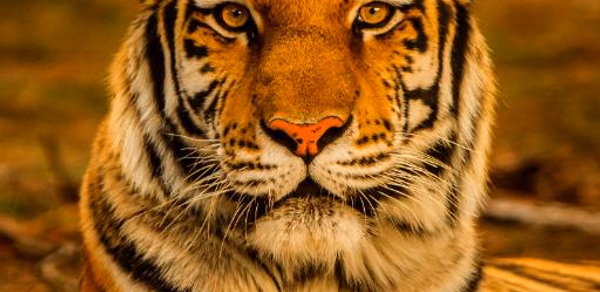 Tiger Sounds Header - AppWisp.com Tiger Sounds Header - AppWisp.com