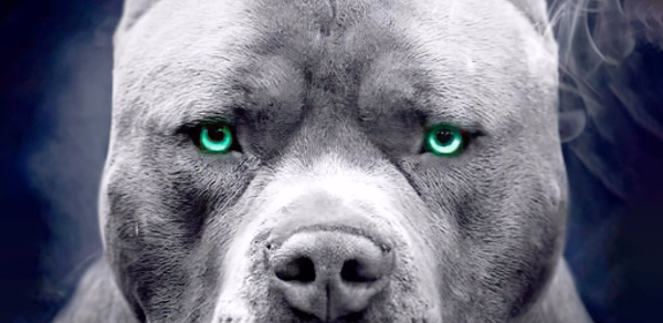 pitbull dog wallpaper Header - AppWisp.com pitbull dog wallpaper Header - AppWisp.com