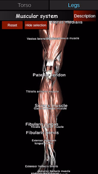 Muscular System 3D (anatomy) Screenshot 4 - AppWisp.com Muscular System 3D (anatomy) Screenshot 4 - AppWisp.com