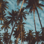 Coconut Tree Wallpaper HD 4K - AppWisp.com