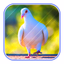 Cute Pigeon wallpaper - AppWisp.com