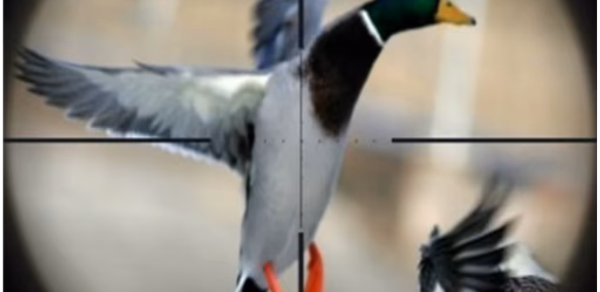 Duck Hunting Calls Header - AppWisp.com Duck Hunting Calls Header - AppWisp.com