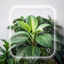 Plant Identifier, Plant Care - AppWisp.com