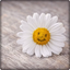 Beautiful Daisy Wallpaper HD - AppWisp.com