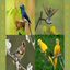 Birds Wallpapers HD 2021-2022 - AppWisp.com