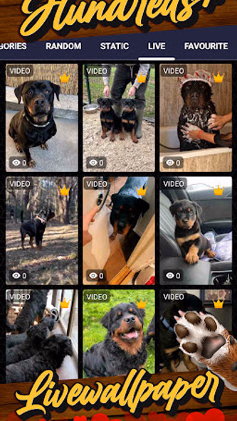 rottweiler wallpaper Screenshot 3 - AppWisp.com rottweiler wallpaper Screenshot 3 - AppWisp.com