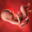 Pregnancy Week by week - AppWisp.com