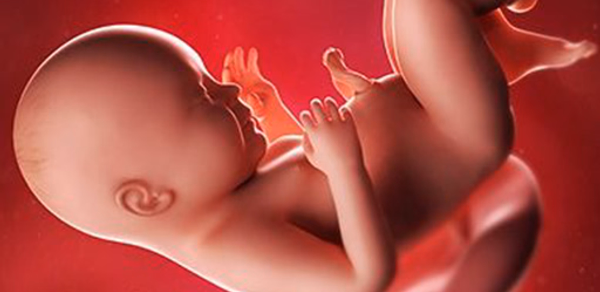Pregnancy Week by week Header - AppWisp.com Pregnancy Week by week Header - AppWisp.com