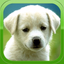 Puppy Wallpapers – Cute Puppy Pictures & Images - AppWisp.com