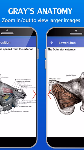 Gray's Anatomy - Anatomy Atlas Screenshot 4 - AppWisp.com Gray's Anatomy - Anatomy Atlas Screenshot 4 - AppWisp.com
