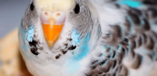 Parakeet Sounds Header - AppWisp.com Parakeet Sounds Header - AppWisp.com