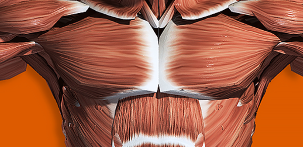 Muscular System 3D (anatomy) Header - AppWisp.com Muscular System 3D (anatomy) Header - AppWisp.com