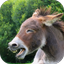 Donkey Sounds - AppWisp.com