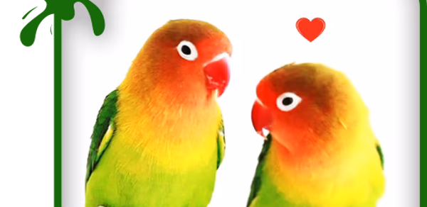 Lovebirds Keyboard + Wallpaper Header - AppWisp.com Lovebirds Keyboard + Wallpaper Header - AppWisp.com